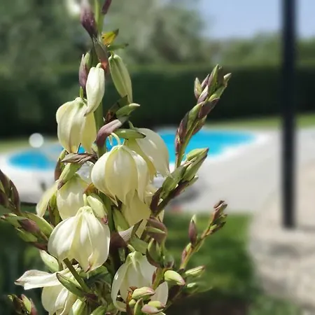 Sunny Estate זאטון