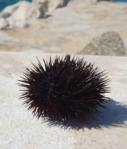 شقة Sunny Estate *