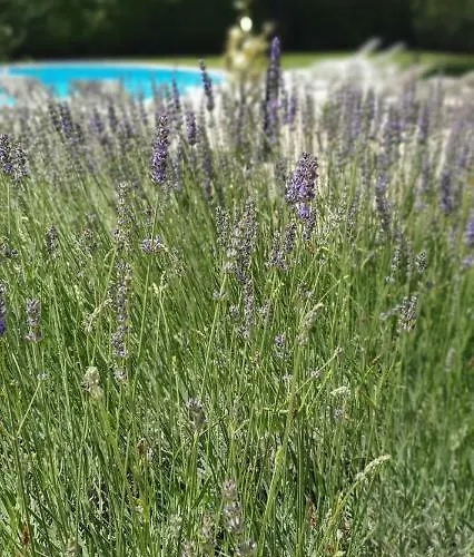 Sunny Estate شقة زاتون